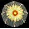 Astrophytum Asterias  - Plant